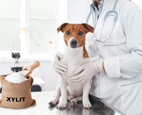 Xylit - die unbekannte Gefahr für Hunde