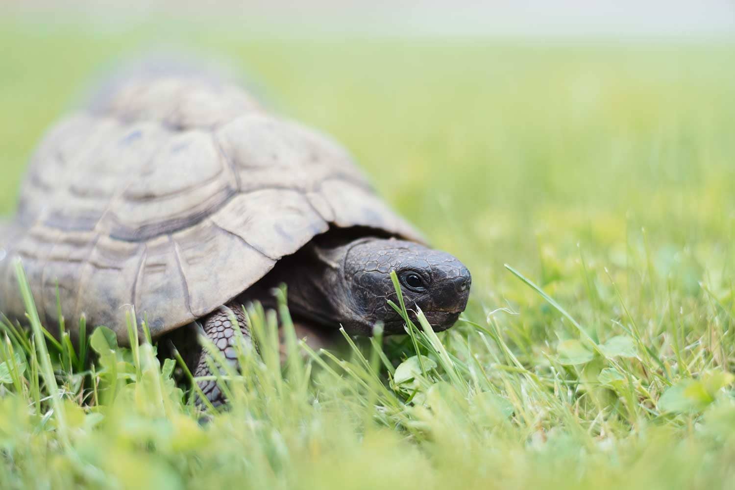 Tierärztliche Gemeinschaftspraxis Dr. Schepers – Schildkrötenhotel